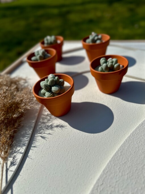 Succulent Glow