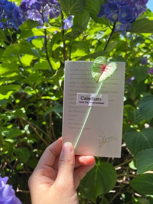 Gehaakte Caladium Bladeren – Boekenlegger & Magneet