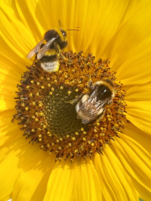 Foto op Forex 'Bee Original'