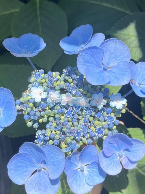 Gehaakte Vergeet-mij-nietjes Ketting – Handgeverfde Bloemen, Goudkleurig & Hypoallergeen