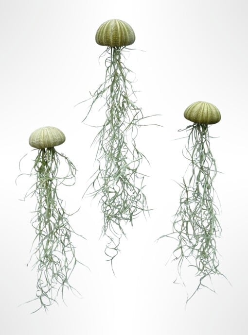 Drie mooie Jellyfish luchtplantjes met Spaans mos