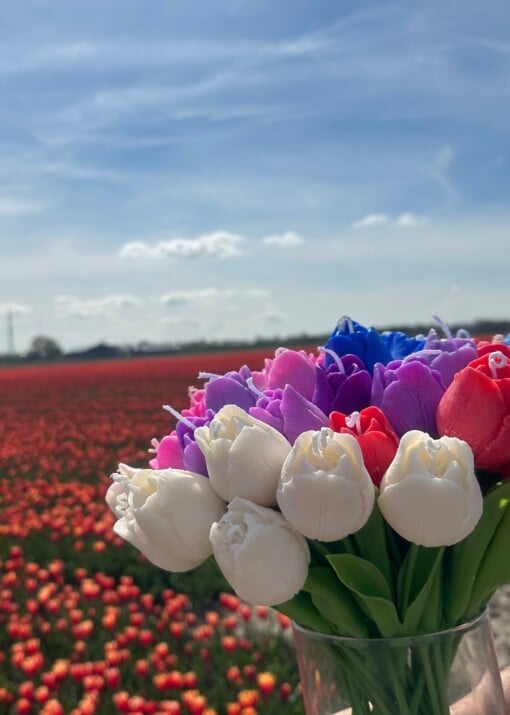 Tulip