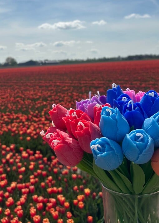 Tulip