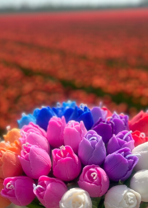 Tulip