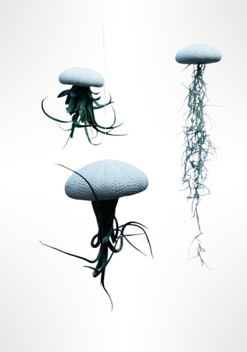 Set van drie Jellyfish luchtplantjes met Alfonso zee-egels verschillende Tillandsia's