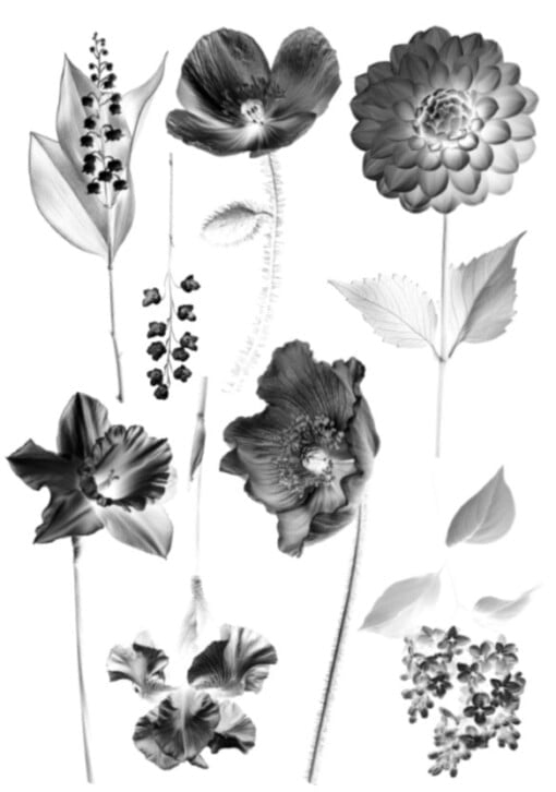 Cyanotype negatieven: bloemenpracht