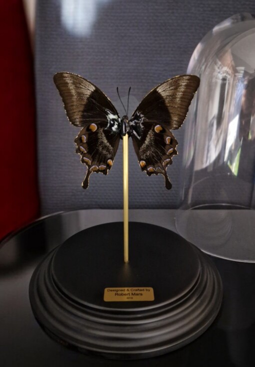Echte papilio vlinder, opgezet en verguld met 23ct goud - taxidermie kunstwerk onder glazen dome