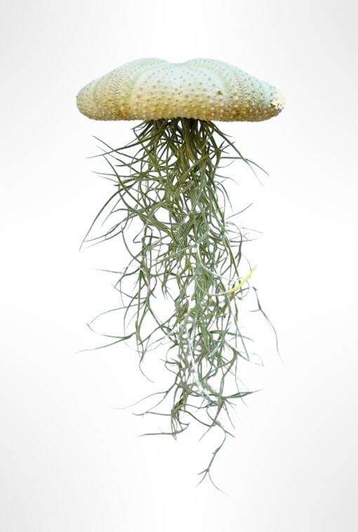 Reuze Jellyfish luchtplant met Spaans mos
