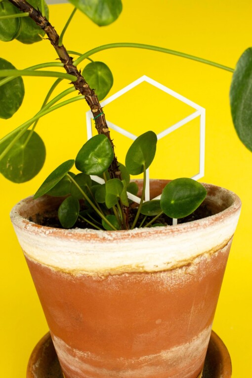 Cubus decoratieve plantensteun