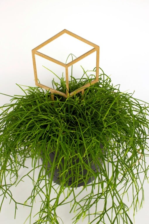 Cubus decoratieve plantensteun