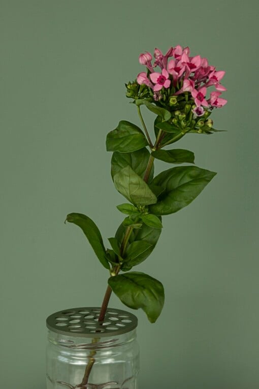 Waterdruppels bloemschikker  | Bloemhouder | Bloemboeket accessoire