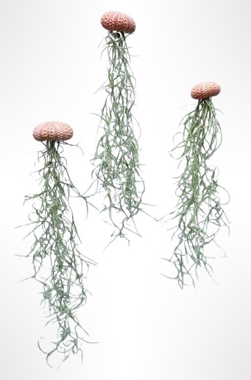 Drie mooie Jellyfish luchtplantjes met Spaans mos