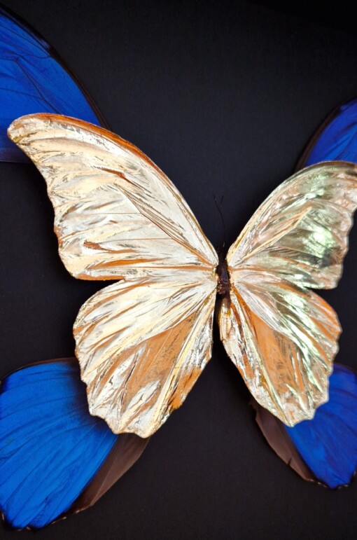 Echte morpho vlinders, opgezet en verguld met 23ct goud - taxidermie kunstwerk in lijst