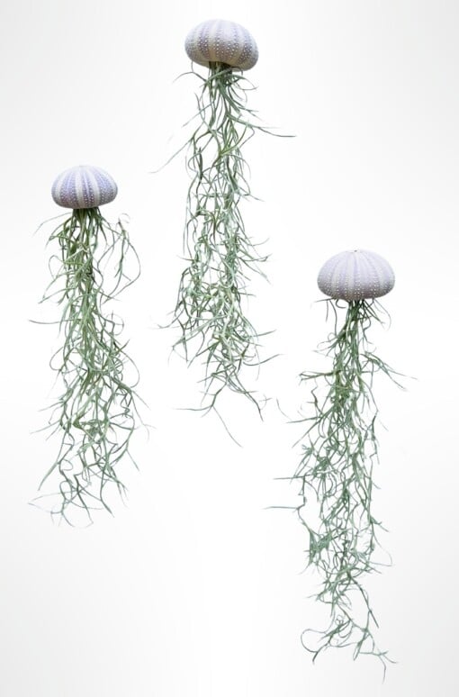 Drie mooie Jellyfish luchtplantjes met Spaans mos