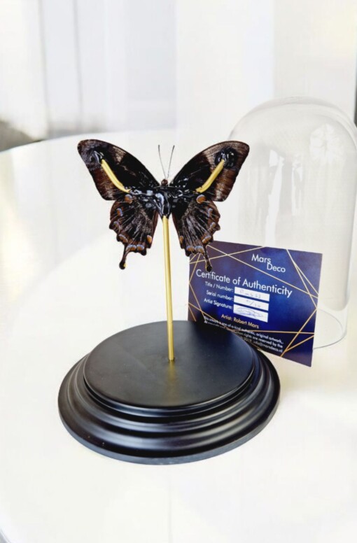 Echte papilio vlinder met Swarovski kristal 23ct verguld en opgezet onder dome - gelimiteerde editie