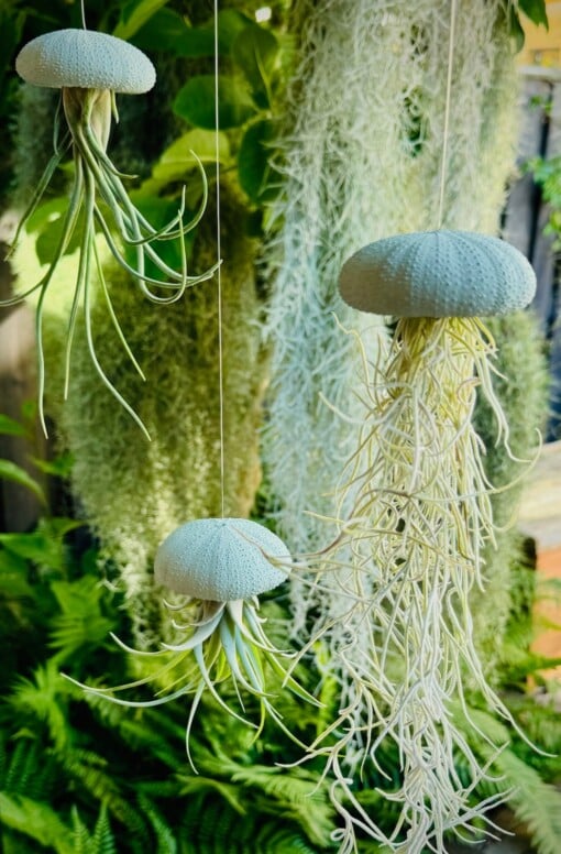 Set van drie Jellyfish luchtplantjes met Alfonso zee-egels verschillende Tillandsia's