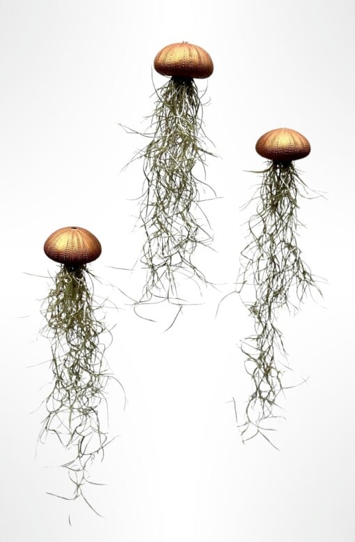 Drie mooie Jellyfish luchtplantjes met Spaans mos