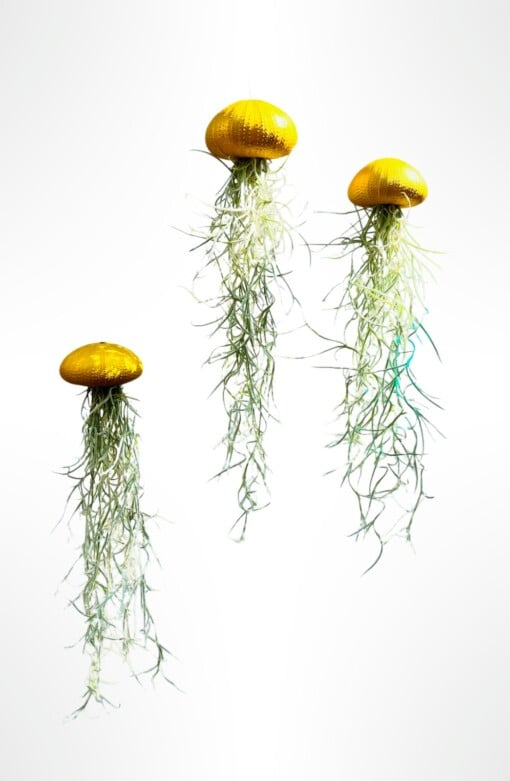 Drie mooie Jellyfish luchtplantjes met Spaans mos