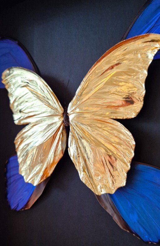 Echte morpho vlinders, opgezet en verguld met 23ct goud - taxidermie kunstwerk in lijst
