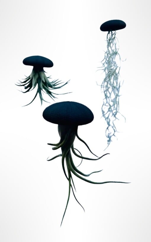 Set van drie Jellyfish luchtplantjes met Alfonso zee-egels verschillende Tillandsia's