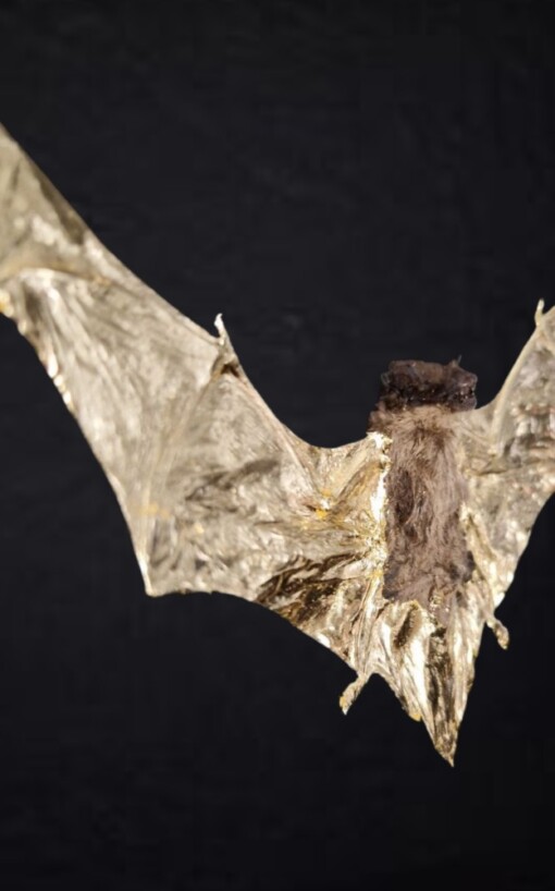 Echte vleermuis, opgezet en  verguld met 23ct goud - taxidermie kunstwerk in lijst