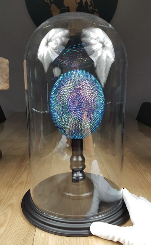 Echte struisvogel ei met swarovski kristal en 23ct verguld - opgezet onder acryl dome - gelimiteerde editie