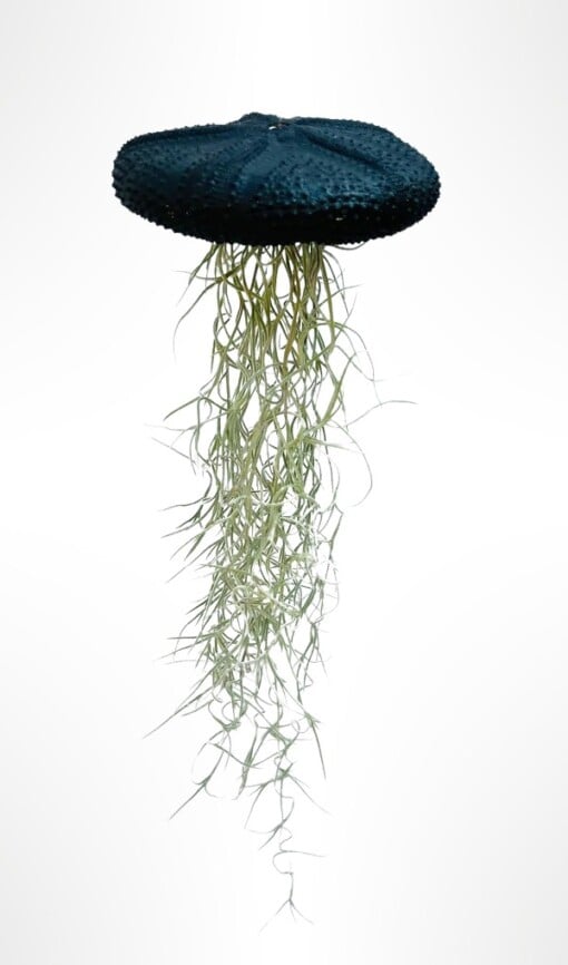 Reuze Jellyfish luchtplant met Spaans mos