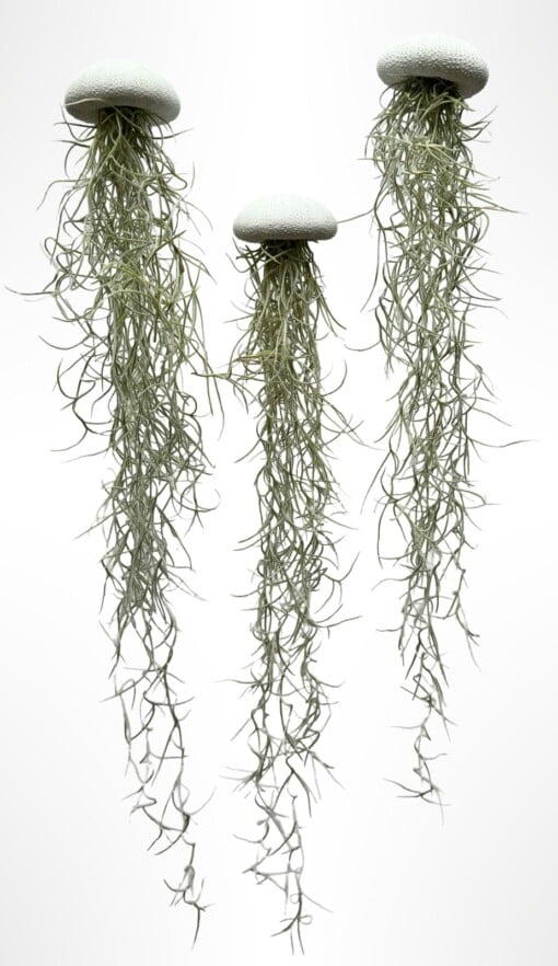 Set van drie Jellyfish luchtplantjes met Alfonso zee-egels en Spaans mos.