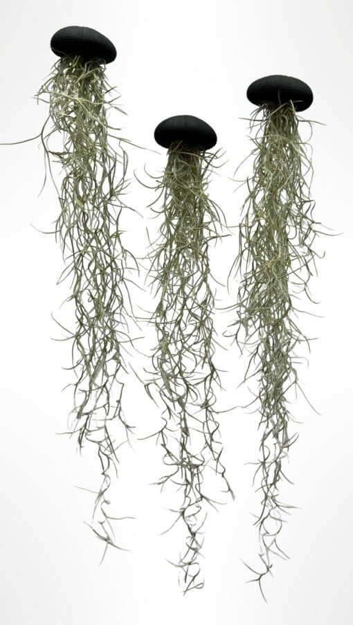 Set van drie Jellyfish luchtplantjes met Alfonso zee-egels en Spaans mos.