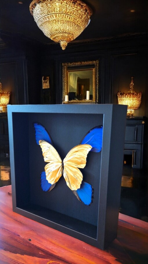 Echte morpho vlinders, opgezet en verguld met 23ct goud - taxidermie kunstwerk in lijst