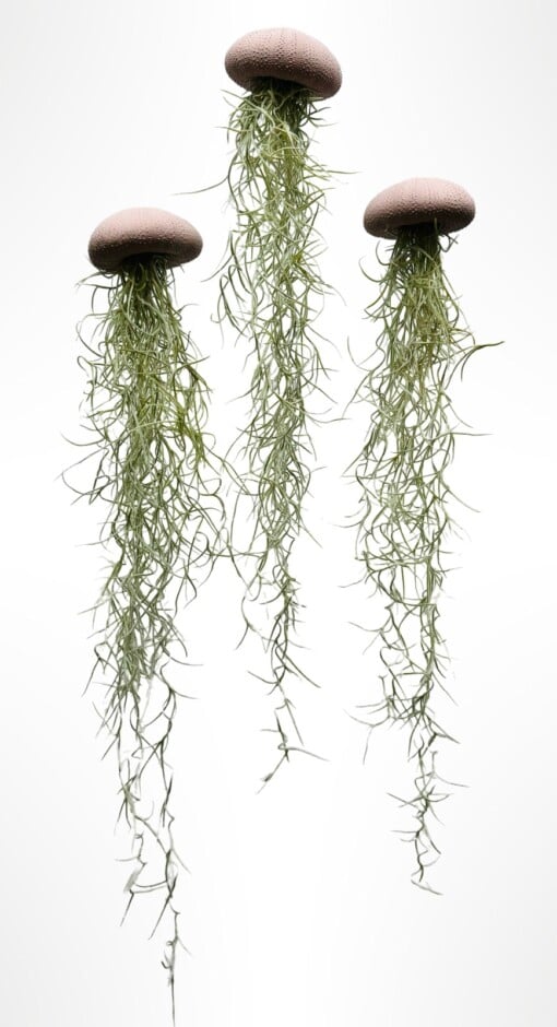 Set van drie Jellyfish luchtplantjes met Alfonso zee-egels en Spaans mos.