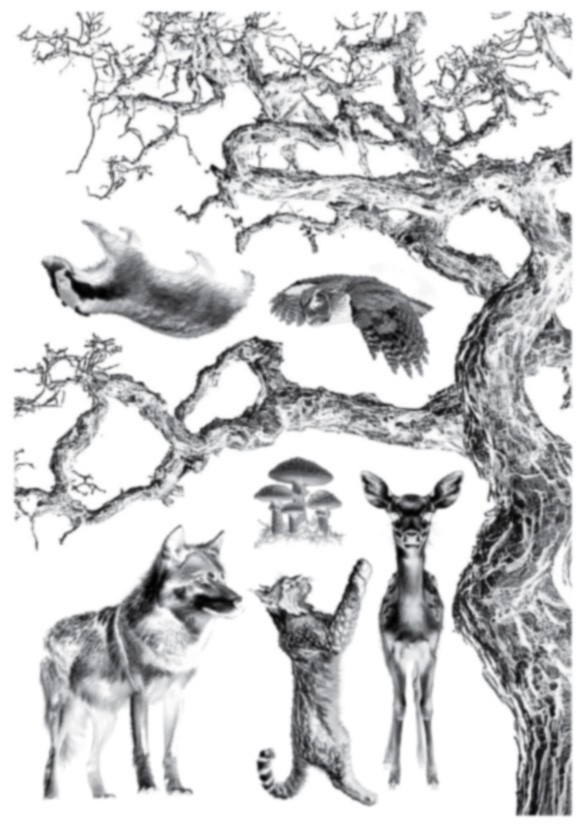 Cyanotype negatieven: set bomen - 100165 Cyanotype negatieven: set bomen