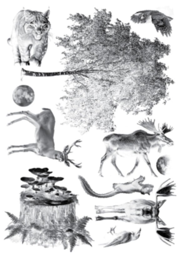 Cyanotype negatieven: set bomen - 100161 Cyanotype negatieven: set bomen