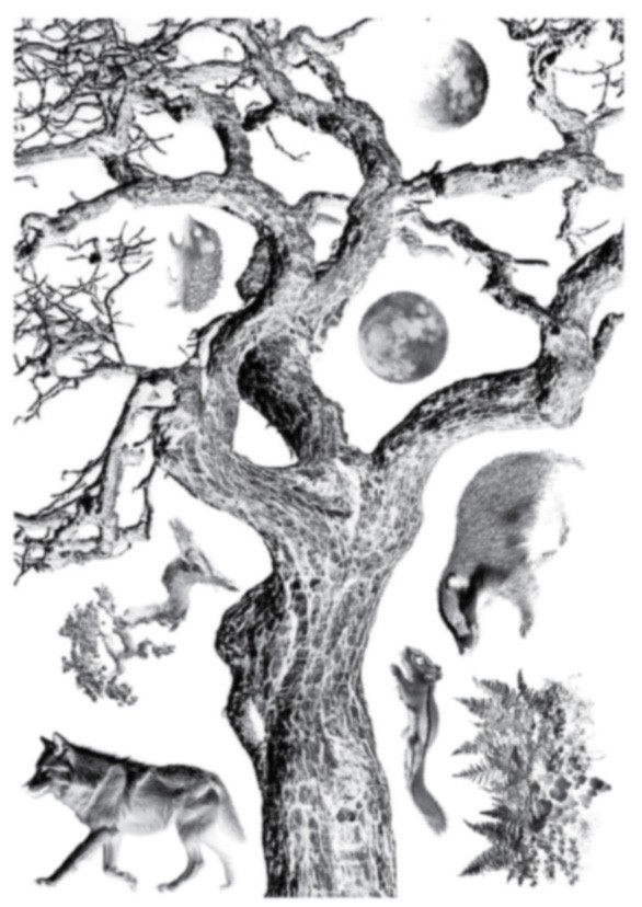 Cyanotype negatieven: set bomen - 100162 Cyanotype negatieven: set bomen