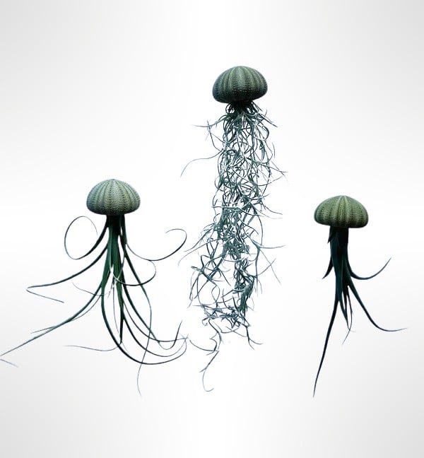 Drie mooie Jellyfish luchtplantjes met verschillende luchtplantjes. - 71454.jpeg Drie mooie Jellyfish luchtplantjes met verschillende luchtplantjes.