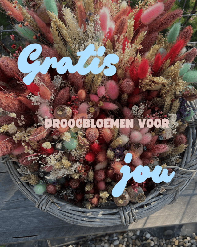 Droogbloemen