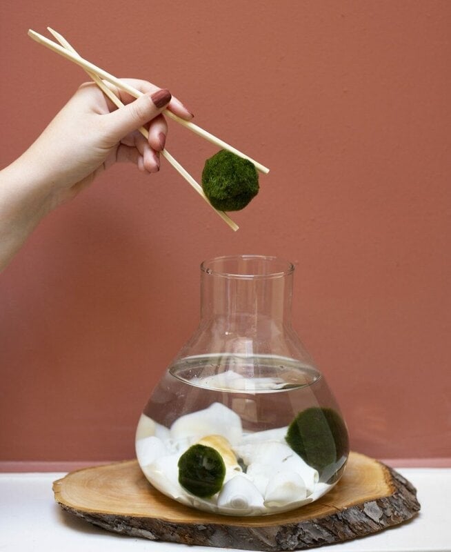 Marimo verzorging