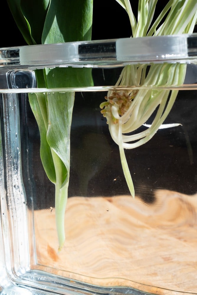 Glazen Blok Vaas – Moderne Decoratie – Strakke Design Vaas voor Bloemen – Minimalistische Bloemenvase – cadeau idee