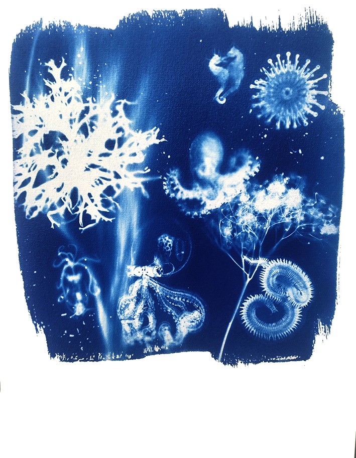 Cyanotype negatieven: onderwaterwezens