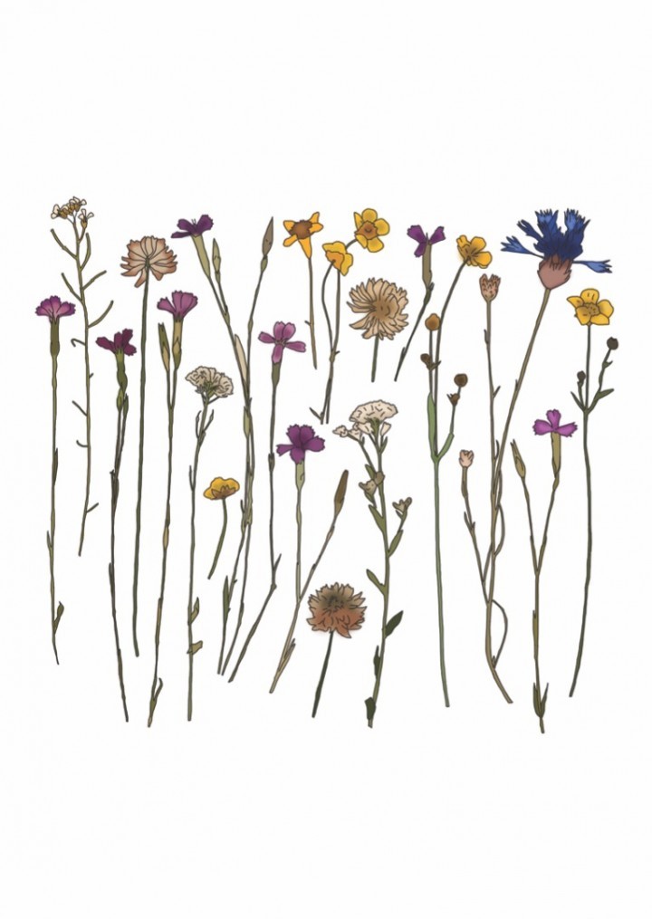 Dried Flowers botanische poster A4/A5 – kleurrijke droogbloemen (ge… - 124503 Dried Flowers botanische poster A4/A5 – kleurrijke droogbloemen (geel, paars, blauw) | wanddecoratie