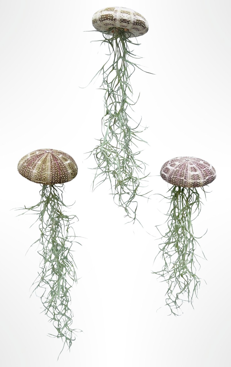 Set van drie Jellyfish luchtplantjes met Alfonso zee-egels en Spaans mos.
