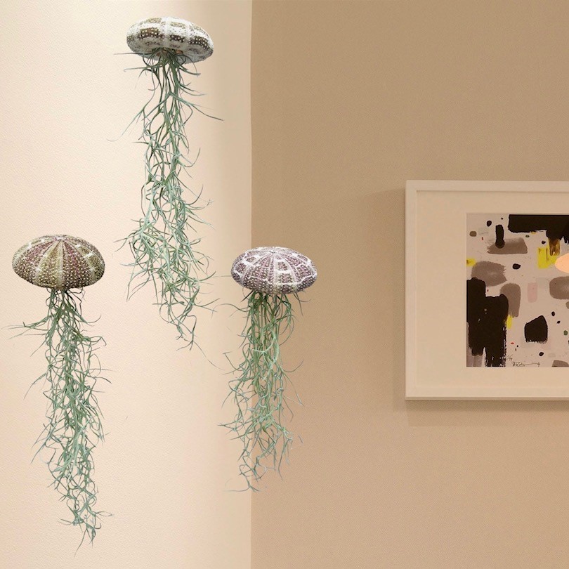 Set van drie Jellyfish luchtplantjes met Alfonso zee-egels en Spaans mos.