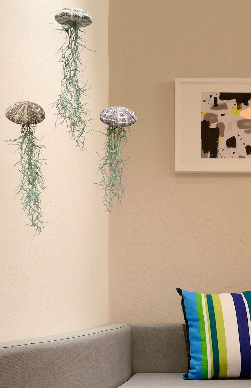 Set van drie Jellyfish luchtplantjes met Alfonso zee-egels en Spaans mos.
