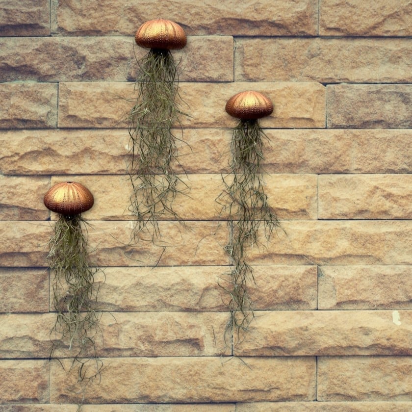 Drie mooie Jellyfish luchtplantjes met Spaans mos - 72196.jpeg Drie mooie Jellyfish luchtplantjes met Spaans mos