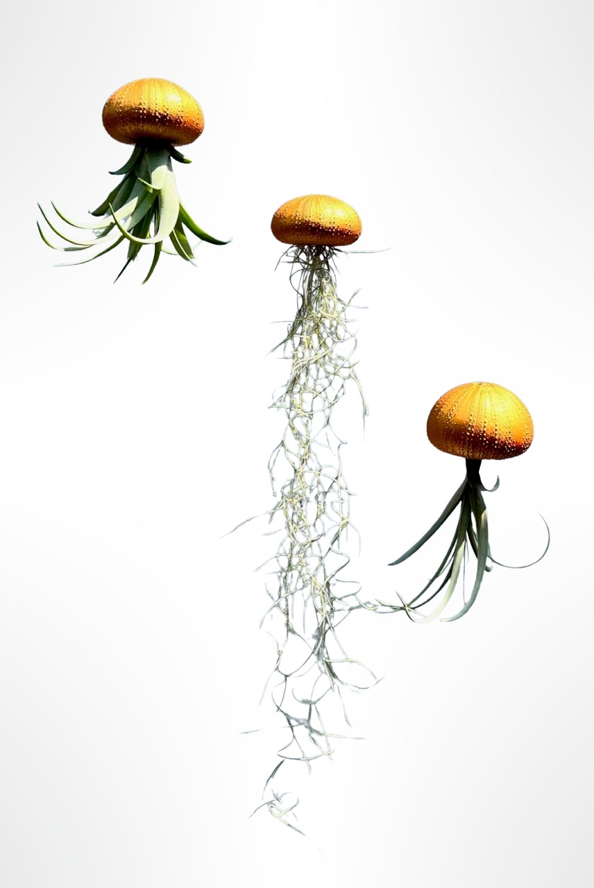 Drie mooie Jellyfish luchtplantjes met verschillende luchtplantjes. - 71457.jpeg Drie mooie Jellyfish luchtplantjes met verschillende luchtplantjes.