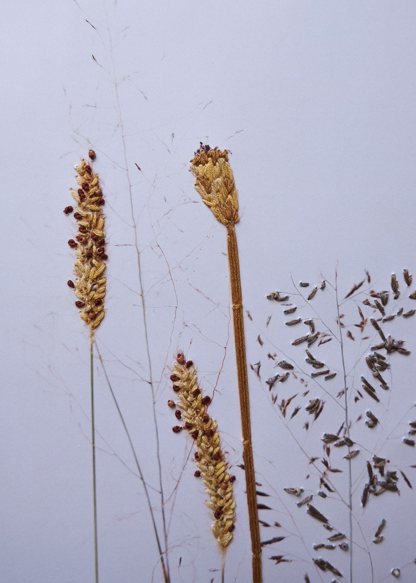 Bloemen Borduurwerk - Geel grassen uit Zuid Africa - 51346.jpeg Bloemen Borduurwerk - Geel grassen uit Zuid Africa