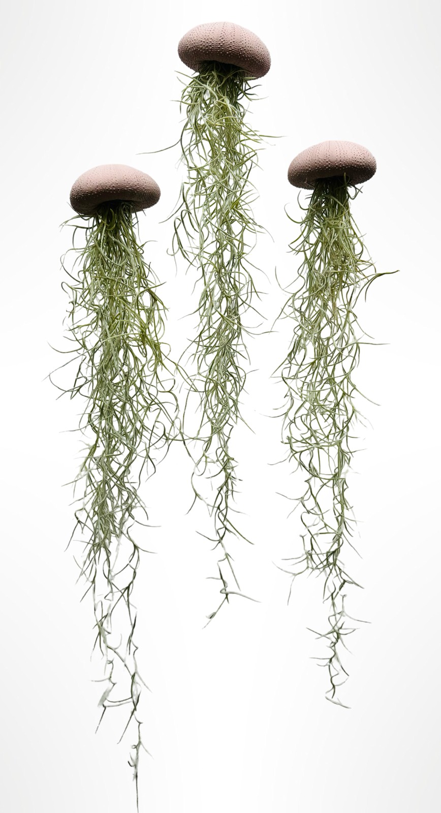 Drie mooie Jellyfish luchtplantjes met Spaans mos - 71447.jpeg Drie mooie Jellyfish luchtplantjes met Spaans mos